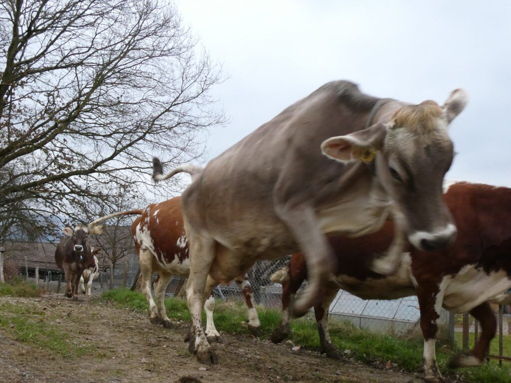 P1036509k
